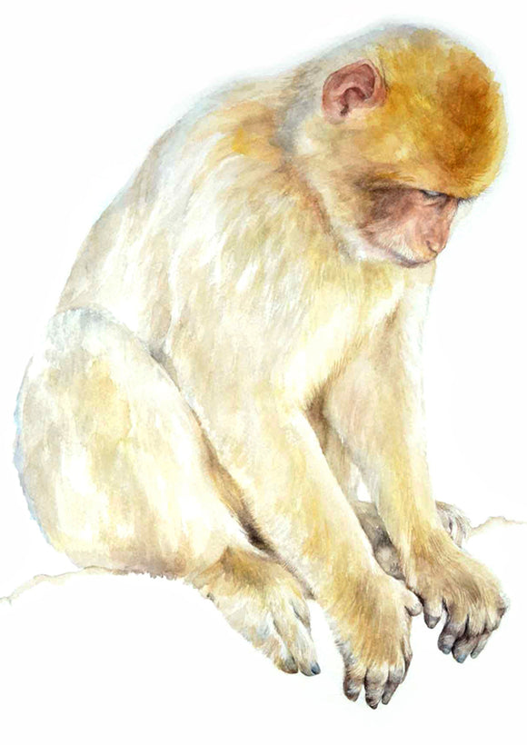 Macaque