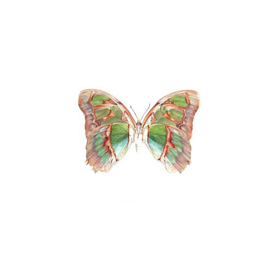 Malachite Butterfly