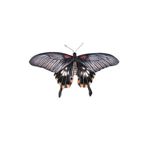 Mormon Butterfly