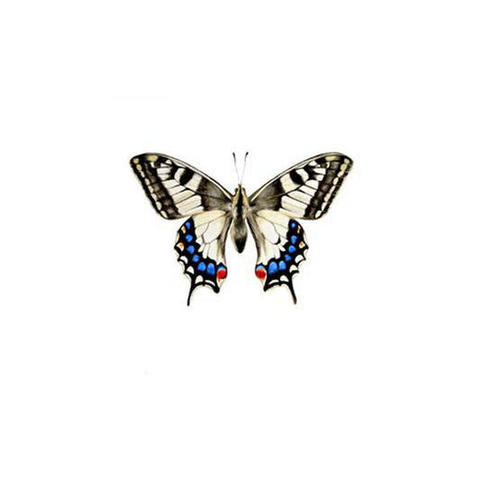 Old World Swallowtail Butterfly