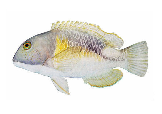 Orange-dotted Tuskfish