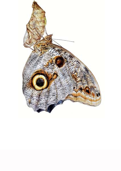 Owl Butterfly