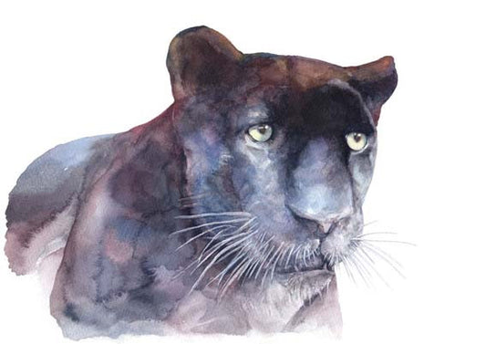 Panther