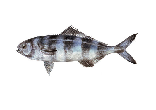 Pilot Fish