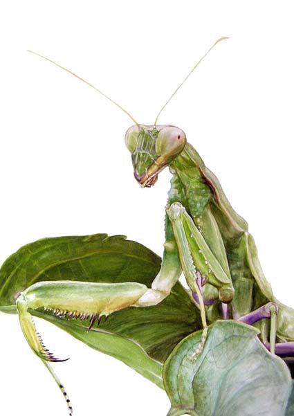 Praying Mantis