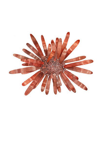 Red Slate Pencil Urchin