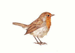 Young Robin