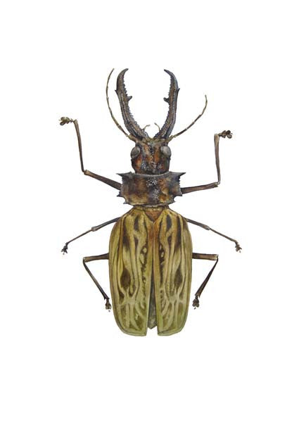 Sawyer Beetle
