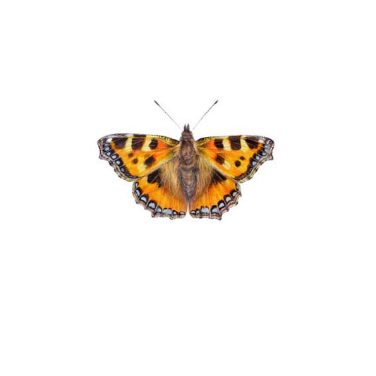 Small Tortoiseshell Butterfly