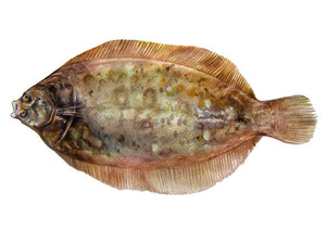 Lemon Sole