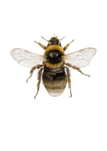 Southern Bumble Bee