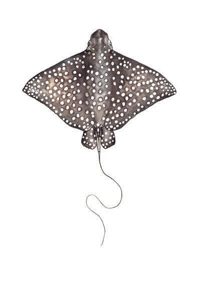 Spotted Eagle Ray