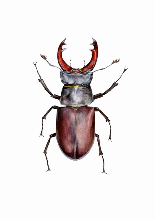 Stag Beetle
