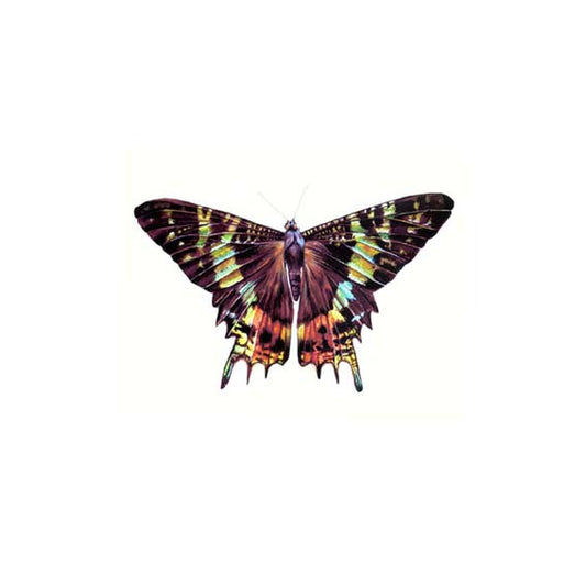 Sunset Moth