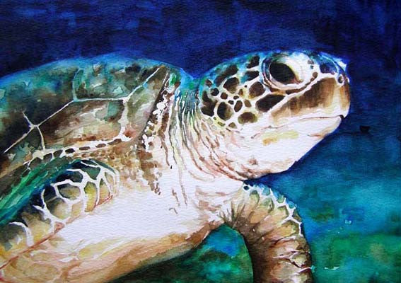 Turtle