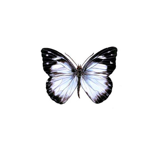 White Butterfly