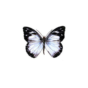 White Butterfly